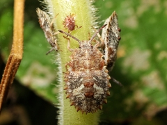 Megymenum brevicorne