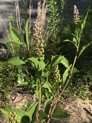 Phytolacca americana rigida
