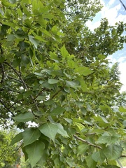 Populus nigra