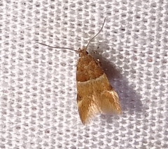 Theisoa constrictella