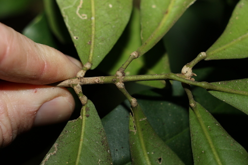 Image of Medicosma cunninghamii by (c) Greg Tasney, some rights reserved (CC BY-SA)