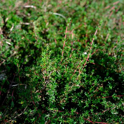 Frankenia pauciflora (Frankenia pauciflora)