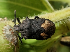 Megymenum brevicorne