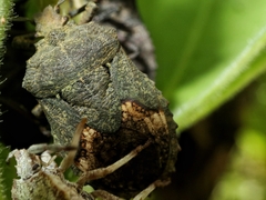 Megymenum brevicorne