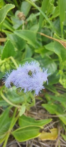 Ageratum maritimum (Ageratum maritimum)