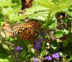 Boloria euphrosyne