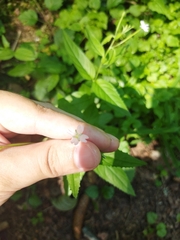 Epilobium pseudorubescens