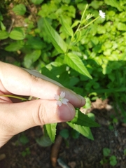 Epilobium pseudorubescens