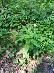 Epilobium pseudorubescens