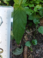 Epilobium pseudorubescens