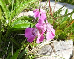 Dianthus alpinus