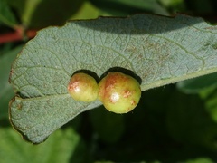 Euura pedunculi