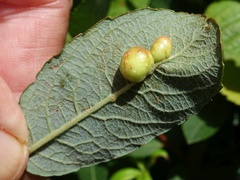 Euura pedunculi