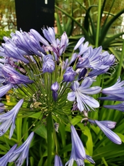 Agapanthus