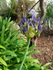 Agapanthus