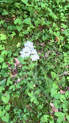 Filipendula vulgaris