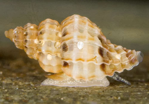 Genus Benthoxystus · iNaturalist