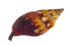 Pseudamycla miltostoma