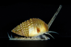 Nassarius nigellus