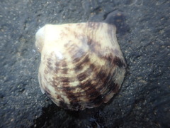 Pterioidea