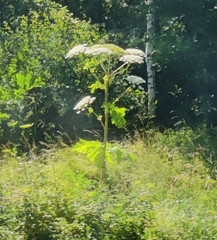 Heracleum sosnowskyi