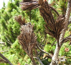 Herpotrichia juniperi