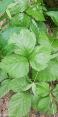 Rubus arcticus