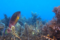 Austrolabrus maculatus