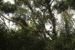 Vincetoxicum chinense