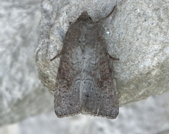 Parastichtis suspecta