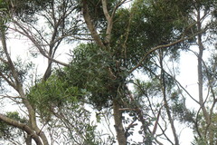 Vincetoxicum chinense