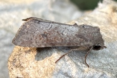 Parastichtis suspecta