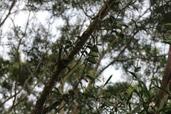 Vincetoxicum chinense