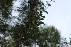 Vincetoxicum chinense