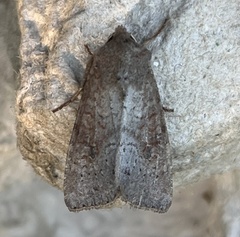 Parastichtis suspecta
