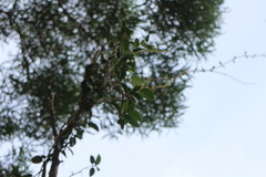 Vincetoxicum chinense