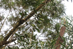 Vincetoxicum chinense