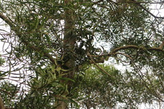 Vincetoxicum chinense