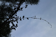 Vincetoxicum chinense