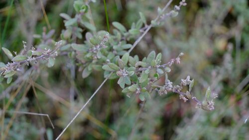 Image of Atriplex paludosa by (c) Peter Crowcroft, some rights reserved (CC BY)