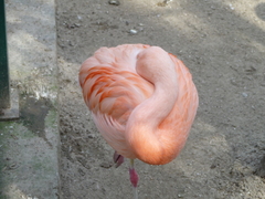 Phoenicopterus