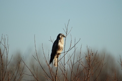 Buteo buteo