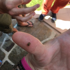 Hypocassida subferruginea