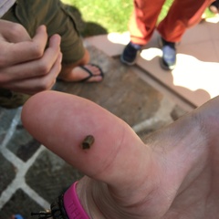 Hypocassida subferruginea