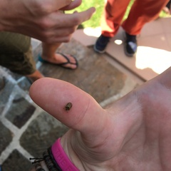 Hypocassida subferruginea