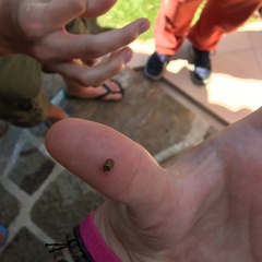 Hypocassida subferruginea