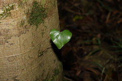 Barklya syringifolia