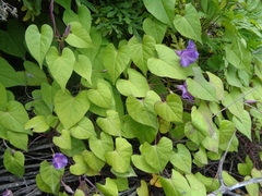 Ipomoea dumetorum