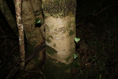 Barklya syringifolia