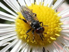 Thecophora atra
